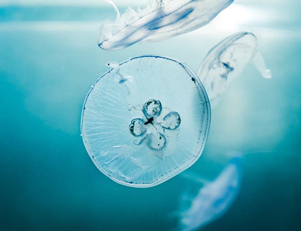 willian justen de vasconcellos askgjaeiy u unsplash